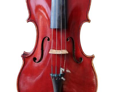 Viola  