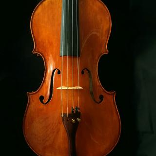 Viola 405